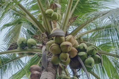 Coconut. Stock Photos