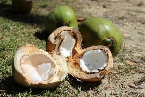 Coconut Stock Photos