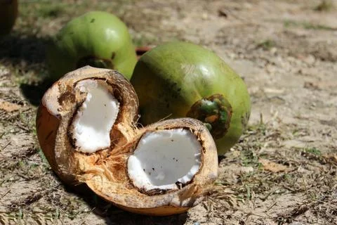 Coconut Stock-Fotos