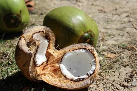 Coconut 스톡 사진