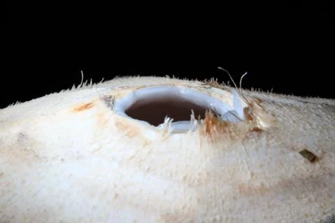 Coconut Stock Photos