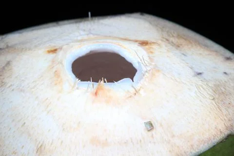 Coconut 스톡 사진