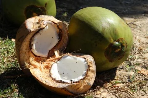 Coconut Stock Photos