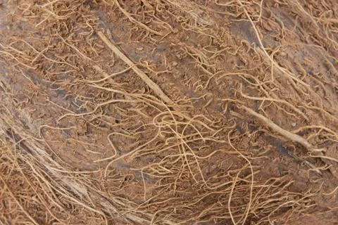 Coconut Stock Photos