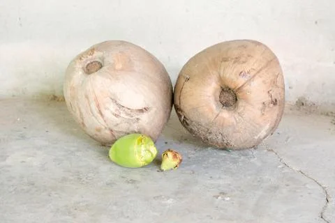 Coconut Stock Photos