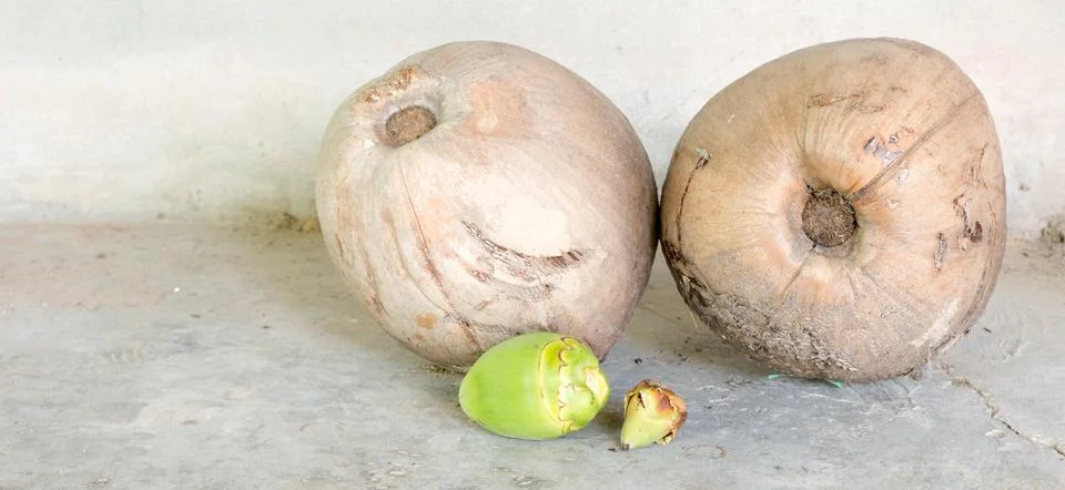 Coconut Stock Photos