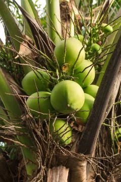 Coconut Stock Photos