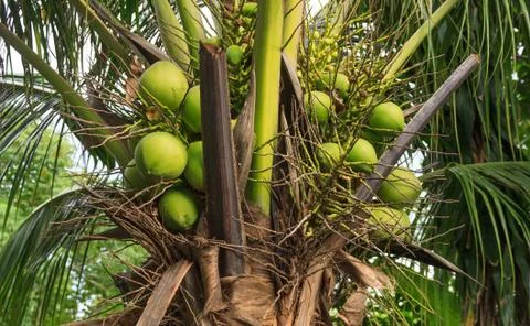 Coconut Stock Photos