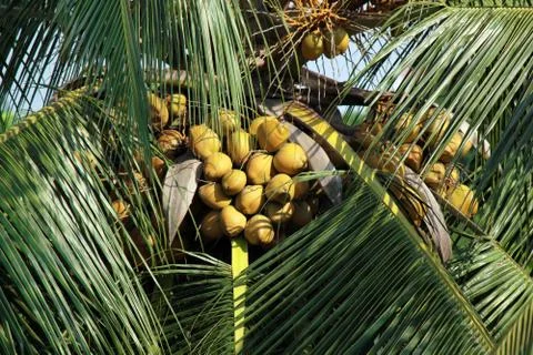 Coconut Stock Photos