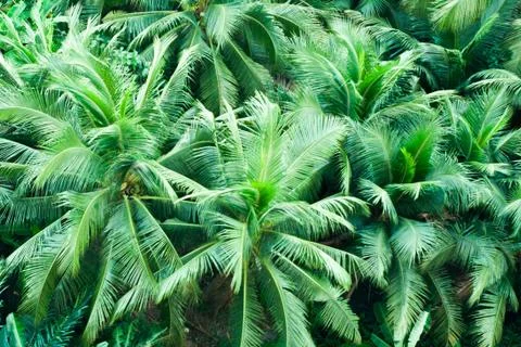 Coconut Stock Photos