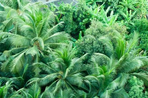 Coconut Stock Photos