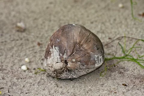 Coconut Stock Photos