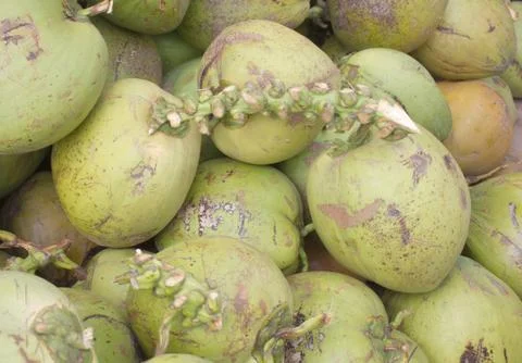 Coconut Stock Photos