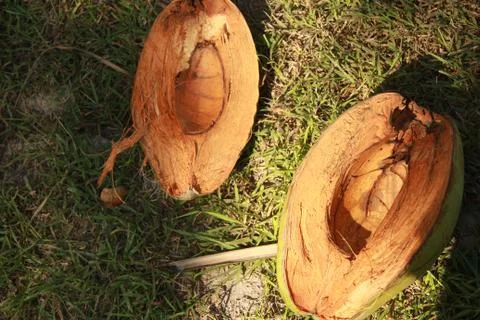 Coconut Stock Photos