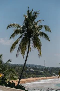 Coconut Stock Photos