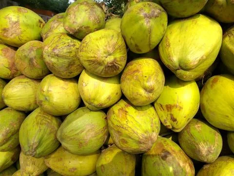 Coconut Stock Photos