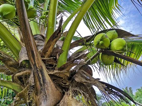 Coconut Stock Photos