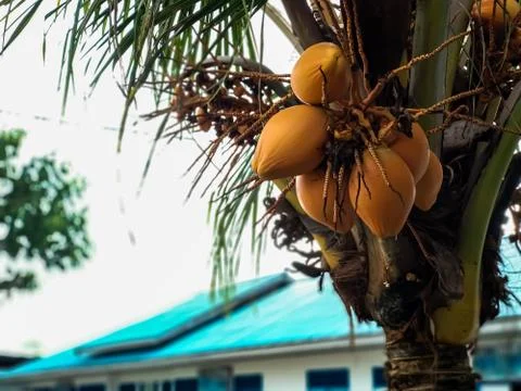 Coconut Stock Photos