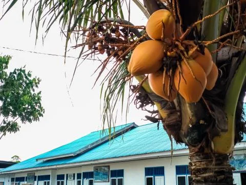 Coconut Stock Photos