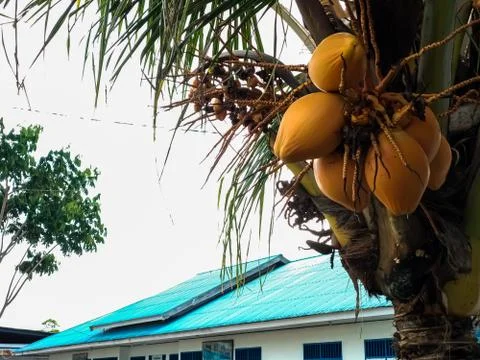 Coconut Stock Photos