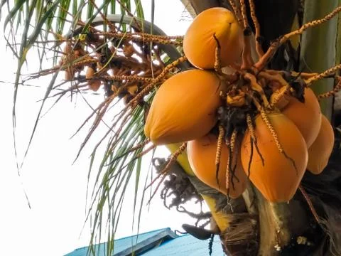 Coconut Stock Photos