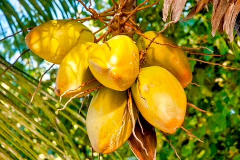 Coconut Stock Photos