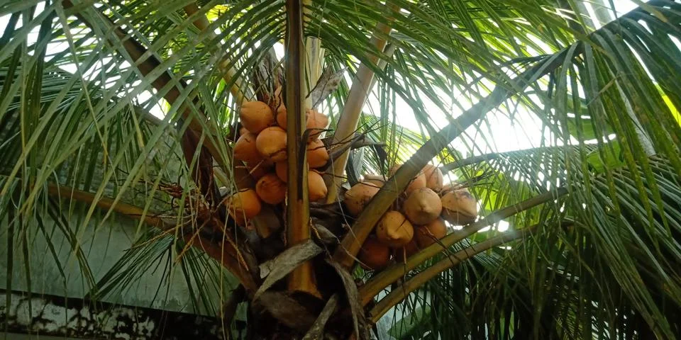 Coconut Stock Photos