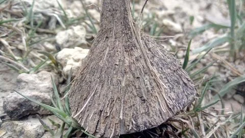 Coconut Stock Photos