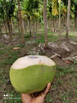 A Coconut Stock Photos