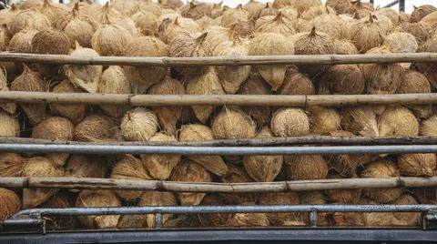 Coconut Stock Photos