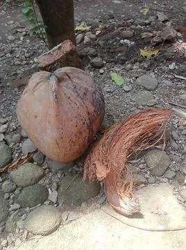 Coconut 스톡 사진