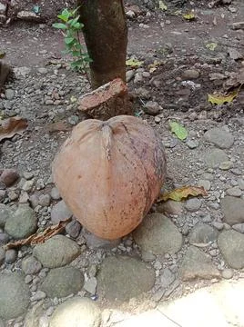 Coconut 스톡 사진