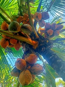 Coconut Stock Photos