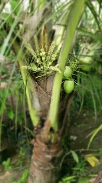 Coconut Photos