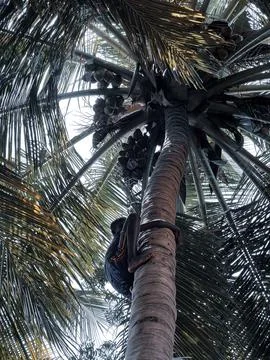 Coconut Stock Photos