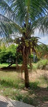 Coconut Stock Photos