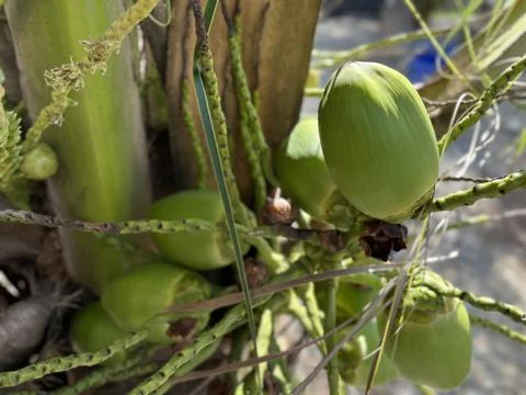 Coconut Stock Photos