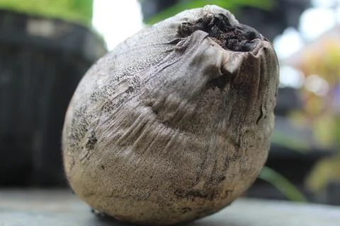 Coconut Fotos de archivo