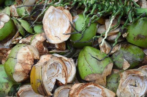 Coconut Stock Photos