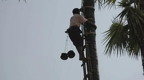 Coconut picker climbs the palm tree Stock Footage 36519432