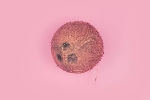 Coconut on a pink background isolate, copyspace, layout Stock Photos