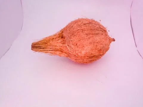 Coconut placed isolated in a white background without husk. Stock Photos