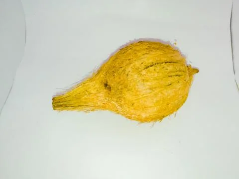 Coconut placed isolated in a white background without husk. Stock Photos