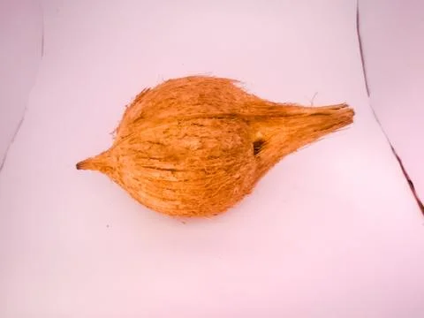 Coconut placed isolated in a white background without husk. Stock Photos