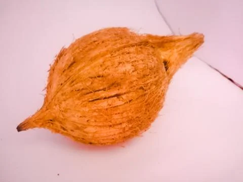 Coconut placed isolated in a white background without husk. Stock Photos