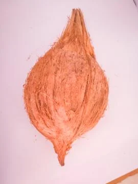 Coconut placed isolated in a white background without husk. Stock Photos