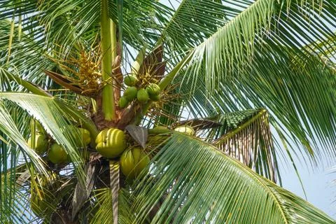 Coconut plam tree on a blue cloudy sky. Foto stock