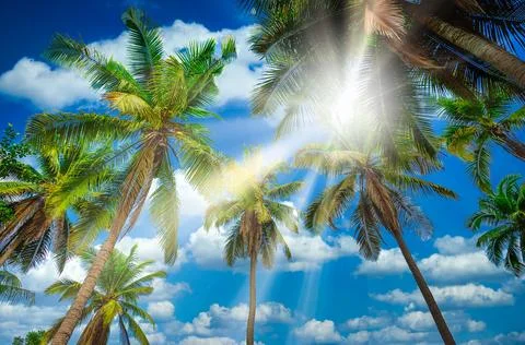 Coconut plam tree with sunlight on blue sky background Stock Photos