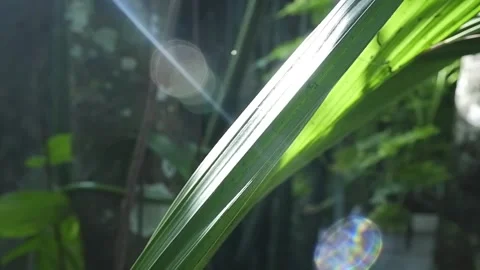 Coconut Plant Stock Footage 186900904