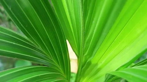 Coconut Plant Stock Footage 186900908